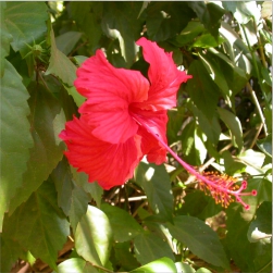 Hibiscus%20rosa%20sinensis